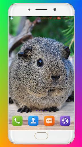 Guinea Pig Wallpaper screenshot 10