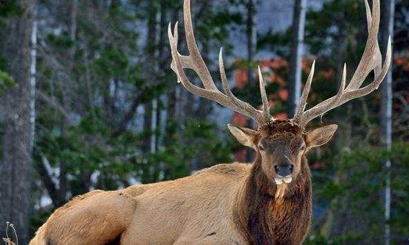 Deer wallpapers screenshot 4
