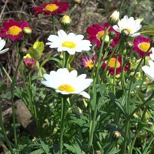 Spring flowers live wallpaper 1.3