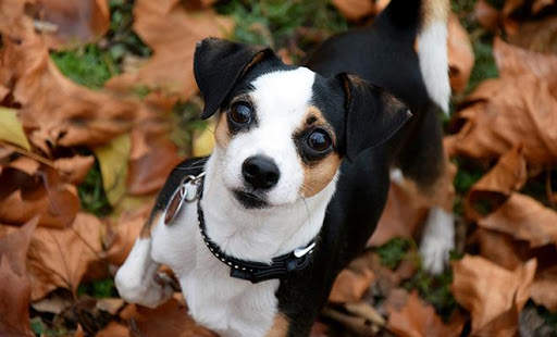 Puzzle Rompecabezas Dogs (Offline) screenshot 8