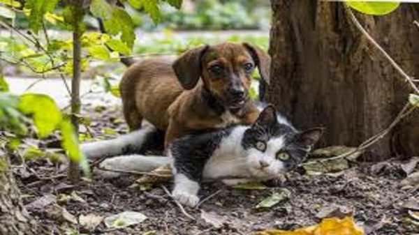 animal communication screenshot 1