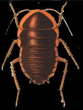 Live insects wallpaper screenshot 1