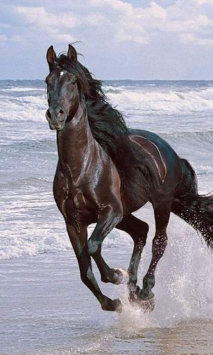 Horses Live Wallpaper (wallpapers & backgrounds) screenshot 2