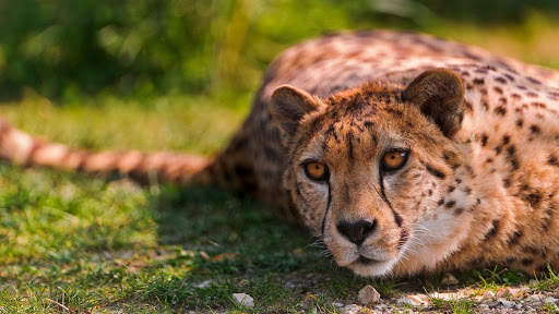 Cheetah Wallpapers : backgrounds hd screenshot 17