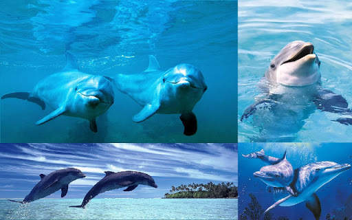 Dolphins Wallpaper screenshot 4