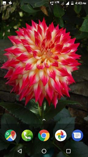 Dahlia Flower HD Wallpaper screenshot 2