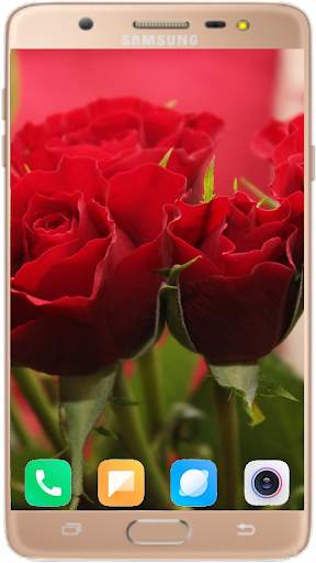Red Rose Wallpaper 4K screenshot 8