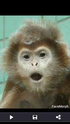 Face Morph screenshot 5