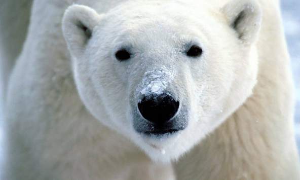 Wild Animals Wallpapers screenshot 3
