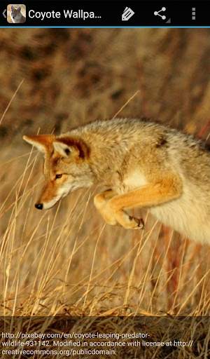 Coyote Wallpaper screenshot 4