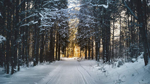 Winter Live Wallpaper (Wallpapers & Backgrounds) screenshot 11