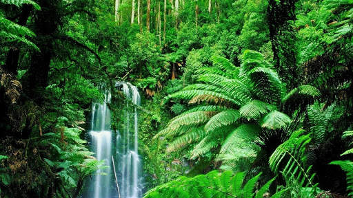 Rainforest Wallpaper screenshot 4