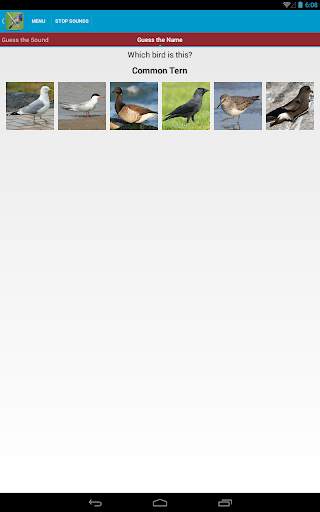 UK Birds Sounds Free स्क्रीनशॉट 22