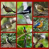 Kumpulan Suara Burung Gacor 1.0