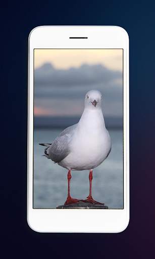 Birds Wallpaper - Best Birds Wallpaper 3d screenshot 4