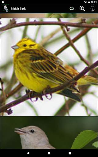 British Birds screenshot 9