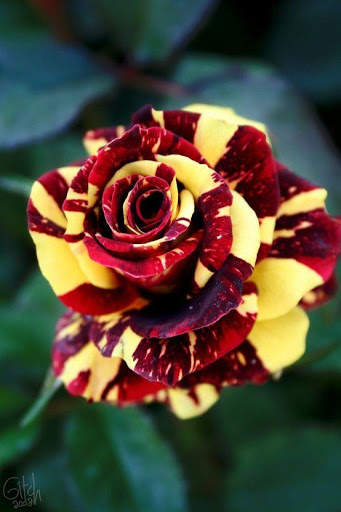 Flowers And Roses Animated Images Gif pictures 4K 2 تصوير الشاشة