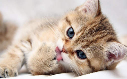 Cute Kitten Wallpapers HD screenshot 4
