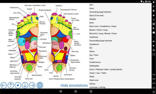Foot Reflexology Chart screenshot 4