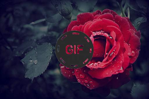 Flowers And Roses 🌷 Animated Images GIF screenshot 3