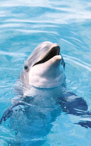 Dolphin Live Wallpaper HD screenshot 4