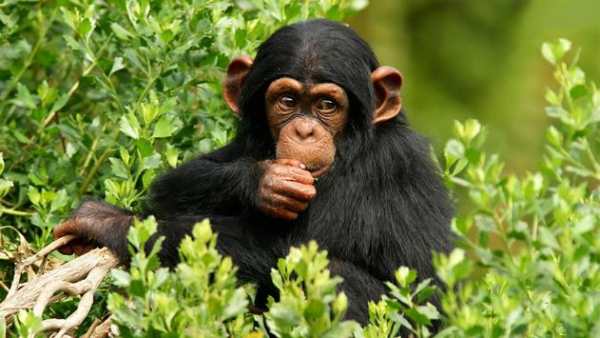 Funny chimpanzee screenshot 4
