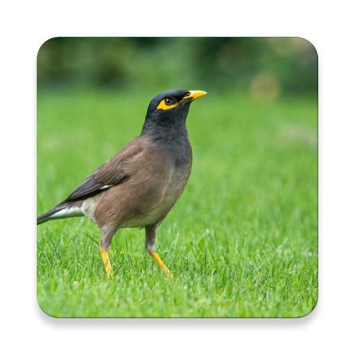 Thai Bird Call Sound Collections ~ Sclip.app 1.0.2