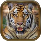 Free Animal Ringtones - Animal Sounds 1.0