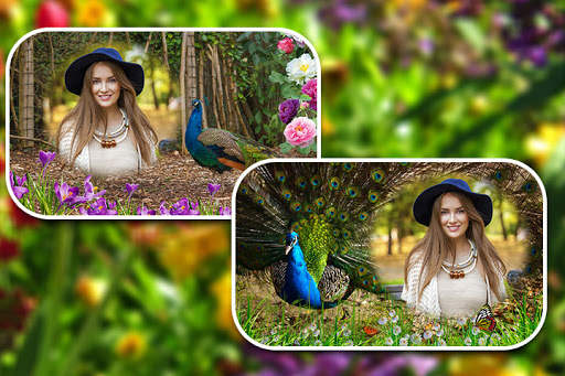 Peacock Photo Frames screenshot 2