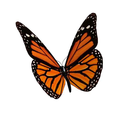 Animated 3D Butterfly 8.0(Free)