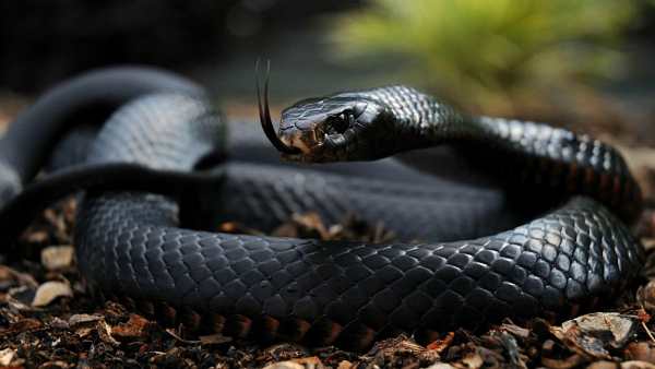 Snake Live Wallpaper : backgrounds hd स्क्रीनशॉट 8