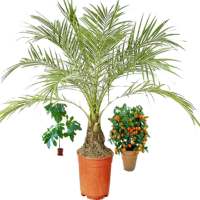 Flowers (exotic plants) on 9Apps