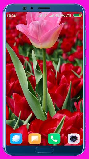 Tulips Flower Wallpaper Best 4K screenshot 12