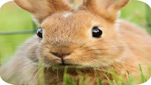 Rabbit Wallpaper screenshot 1