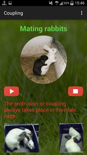 Rabbit breeding screenshot 5