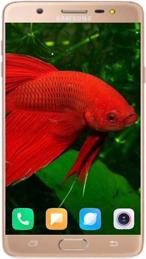 Betta Fish Wallpaper screenshot 5