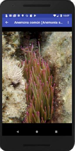 Especies Marinas Cabo de Gata screenshot 3