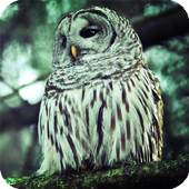 Owl Bird HD Live Wallpaper 1.6
