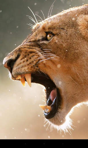 Lion Live Wallpaper screenshot 1
