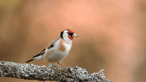 Goldfinch Sounds - Goldfinch bird calls screenshot 7