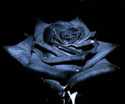 Black Roses Wallpapers screenshot 1