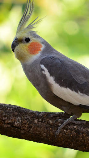Cockatiels Bird Wallpapers HD screenshot 1