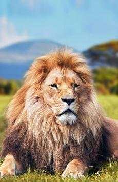 Wild Animals Wallpaper HD screenshot 1
