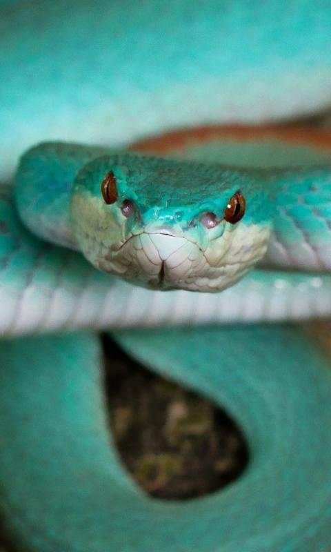 Snake Live Wallpaper - backgrounds hd 2 تصوير الشاشة