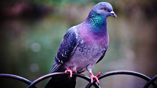 Lonely Pigeon. Birds Wallpapers स्क्रीनशॉट 4