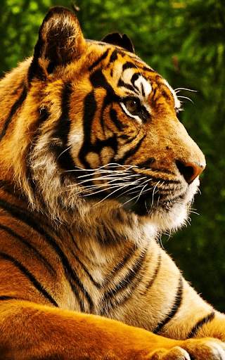 Tiger Live wallpaper screenshot 4