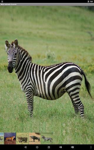 Wild Animals Sounds screenshot 9