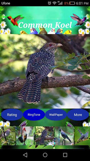 Sweet Bird Sounds Real screenshot 3