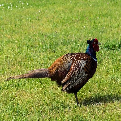 Pheasant Sound icon