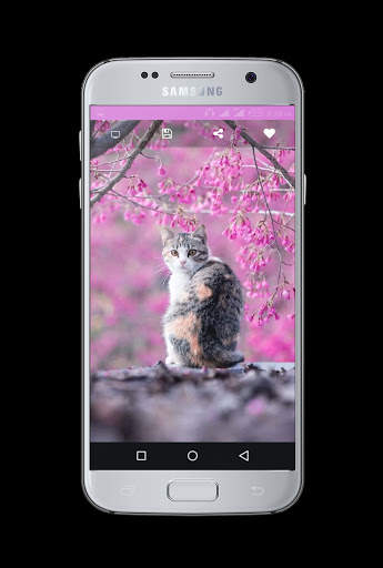 Cute Cats Wallpaper screenshot 2